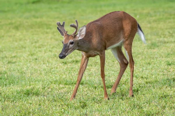 Closeup Shot Young Deer Standing Grass —  Fotos de Stock