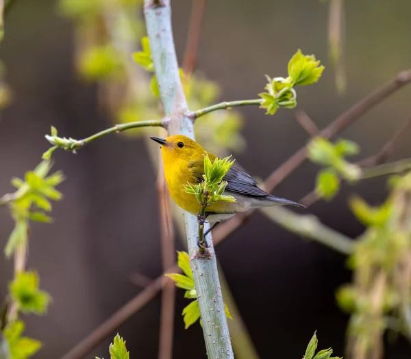 Closeup Cute Yellow Warbler Perching Blooming Tree Branch — Fotografia de Stock