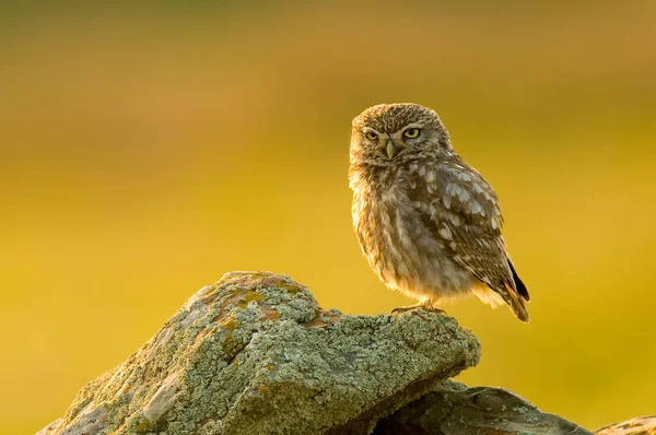 Selective Little Owl Athene Noctua Rocks — Stock Photo, Image