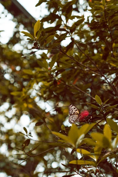 Vertical Selective Focus Shot Patterned Lepidoptera Butterfly Flower Tree —  Fotos de Stock