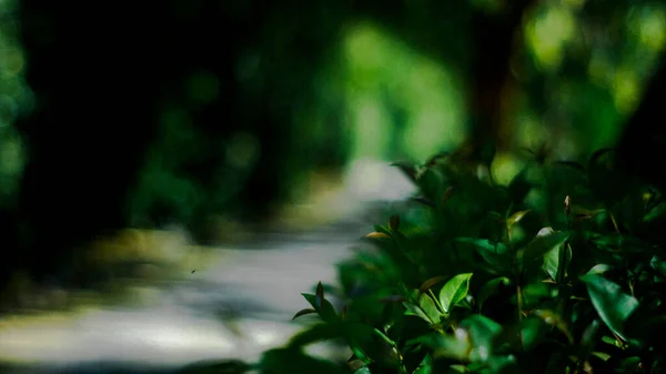 Soft Focus Lush Leaves Path Villa Bellini Oldest Urban Park — Stock Photo, Image