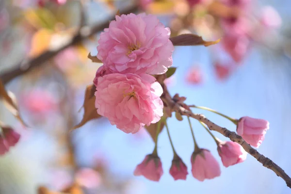 開花桜の枝の選択的フォーカスショット — ストック写真