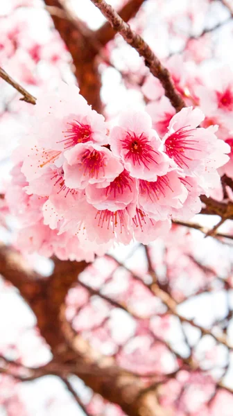 Vertical Shot Pink Cherry Blossoms Branch — Stockfoto