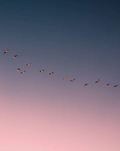 Wallpaper Flock Birds Pink Sky Sunset — Stockfoto