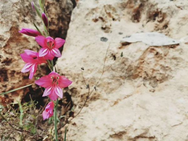 Ένα Κοντινό Πλάνο Των Λουλουδιών Wild Gladiolus Illyricus Που Φυτρώνουν — Φωτογραφία Αρχείου
