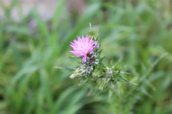 Closeup Shot Pink Flower Green Background — Stock Photo, Image