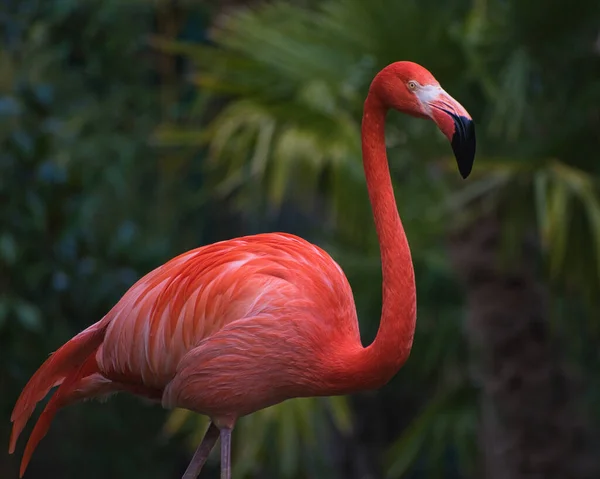 American Caribbean Flamingo Reddish Pink Plumage Green Blurred Background — Stock Photo, Image