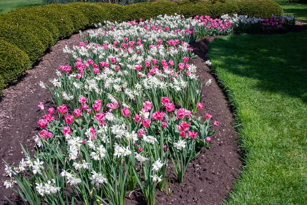 Pink Tulips White Daffodils Garden — Stockfoto