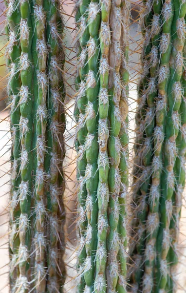 Close Pilosocereus Leucocephalus Cactus Tropical Natural — Zdjęcie stockowe