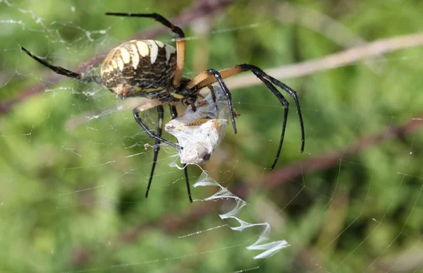 Vertical Closeup Argiope Aurantia Spider Weaving Web Blurred Background — Stock Photo, Image