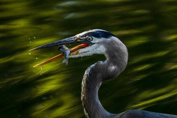 Scenic Shot Great Blue Heron Whittier Narrows California Catching Fish — Foto de Stock