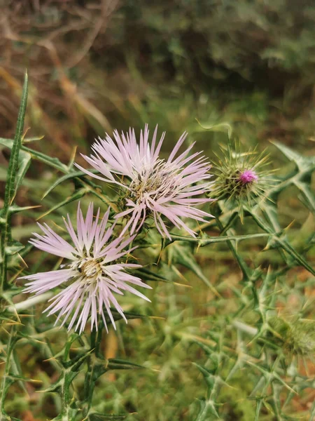 Vertical Closeup Purple Milk Thistle Flowers Galactites Tomentosa Growing Garden — Stock Photo, Image