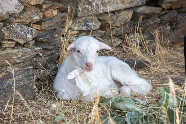 Little Baby Sheep Lamb White Resting Lying Grass — Zdjęcie stockowe