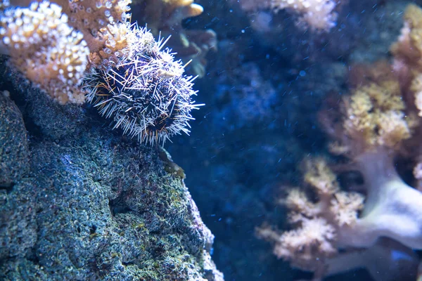 Closeup Shot Sea Urchin Underwater — Stock fotografie