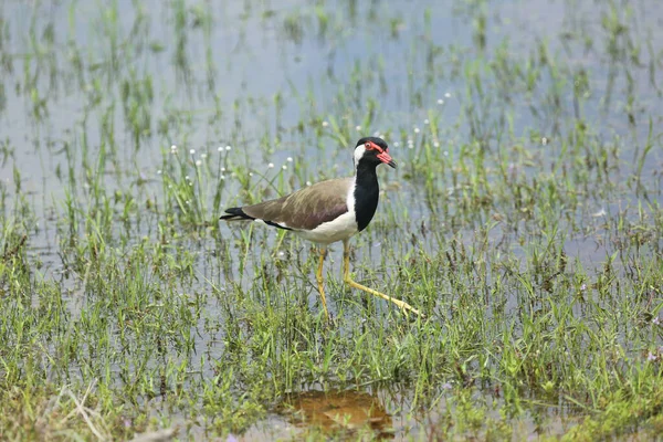 Shallow Focus Red Wattled Lapwing Bird Vanellus Indicus — Stock Photo, Image