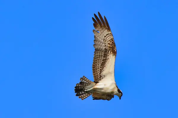 青い空を飛ぶ鷲のクローズアップ — ストック写真