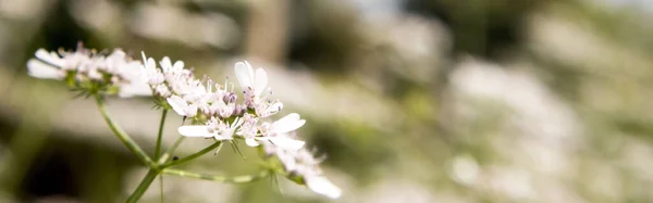 Flower Coriander Plant Sunny Day Fully Blured Background Its Scientific — Stock Photo, Image