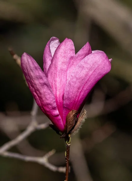 Vertical Shot Beautiful Pink Magnolia Flower Sunlight — Fotografia de Stock
