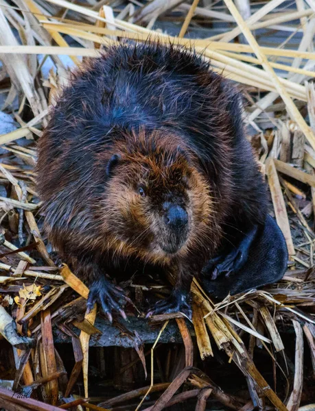 Vertical Shot Canadian Beaver Castor Canadensis Sitting Wilted Leaves — Stock Photo, Image