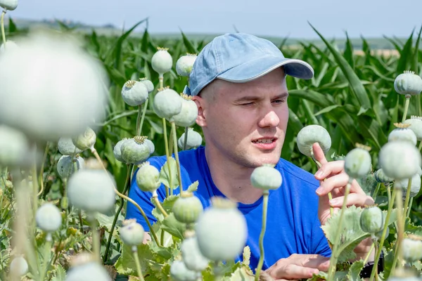 Agronomist Farmer Poppy Field Examining Crop Checking Cocoons Ripening Poppy — Stock Photo, Image