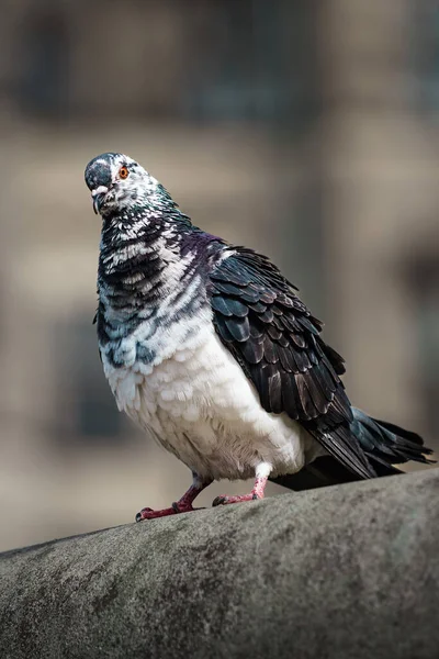 Pigeon Dove Perched Stone — Stok fotoğraf
