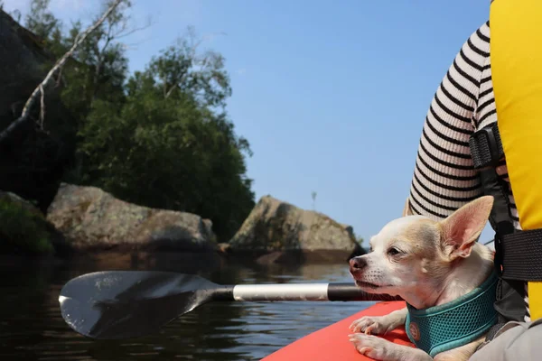 Chihuahua Enjoying Sunny Day Wind While Its Owner Riding Boat — Stock Photo, Image