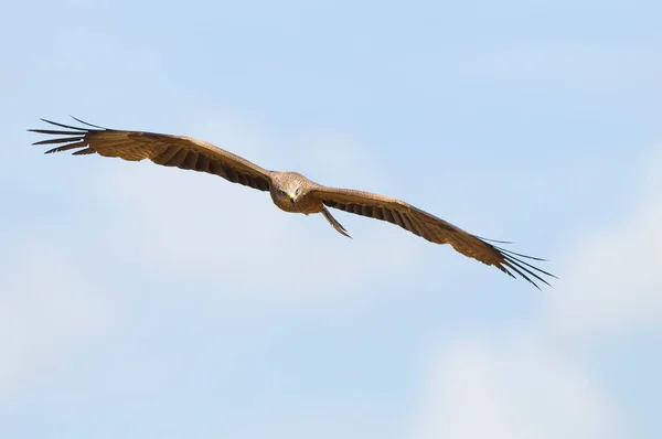 Selective Focus Shot Black Kite Milvus Migrans Flight Western Spain — Stock Photo, Image