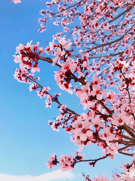 Vertical Shot Blooming Tree Pink Flowers — Fotografia de Stock