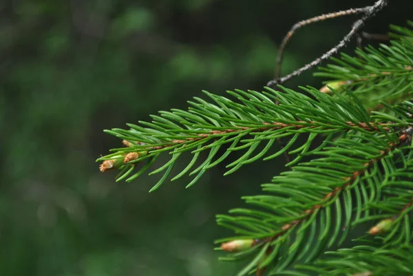 Closeup Shot Twigs Spruce Tree Sunny Day Blurred Green Background — Stockfoto