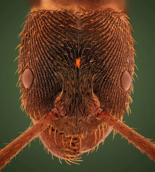Microscopic Head Detail of Tooth Ant Odontoponera SP, Arthropoda Phylum, Ponerinae Subfamily, 10X magnification Macro Front view