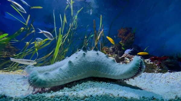 Beautiful Tropical Coral Reef Fishes Underwater Vancouver Aquarium — Stock Photo, Image