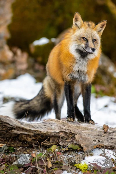 Vertical Closeup Shot Furry Fox Snowy Forest Cold Winter Day — Zdjęcie stockowe