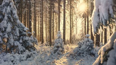 A breathtaking winter landscape of the woods with the bright sun shining behind the trees