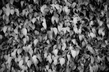 A wall of leaves in black and white, great for a background image