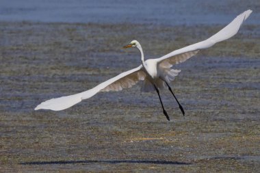 Ardea alba, su yüzeyinin üzerinde uçan büyük balıkçıl balığına yakın çekim. Seçili odak.