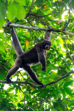 Ağaçtaki tüylü maymunun dikey yakın çekimi. Lagothrix lagothricha. Kolombiya.