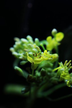 cabbage is a vagetable well known from c