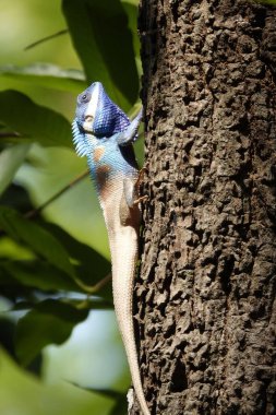 Mavi başlı agama kertenkelesinin engebeli bir ağaç gövdesinde bulanık bir zemine dikey görüntüsü.