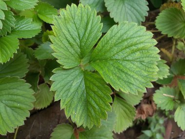 A top view of a green leaf of strawberry
