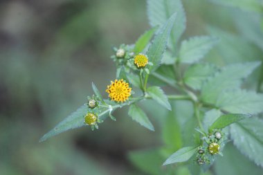 A selective focus shot of devil's beggarticks (bidens frondosa)