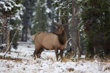 A closeup shot of a brown rocky mountain elk standing in the middle of green trees covered with snow in daylight in Yellowstone National Park, Wyoming