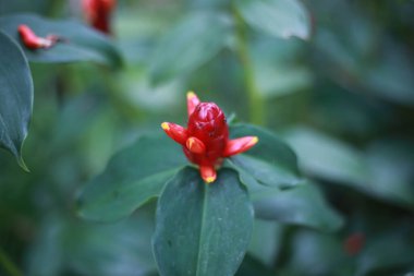 Güneşli bir günde bahçede büyüyen bir Costus 'un yakın çekimi.