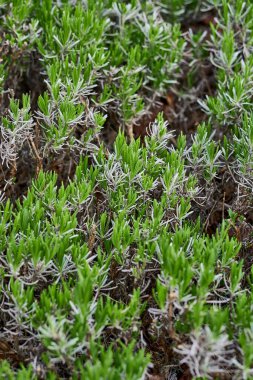 A vertical shot of rosemary (Salvia rosmarinus) bush
