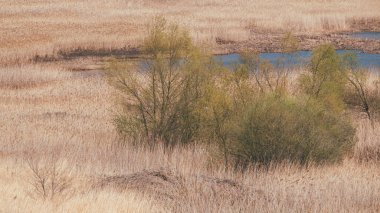 A field with dried yellow grass and a pond