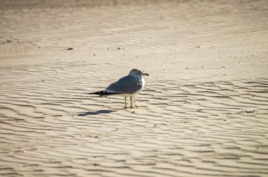 A closeup shot of an alone seagull standing over a sandy beach