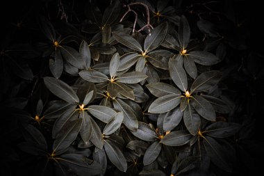 A closeup dark shot of Great laurel plant