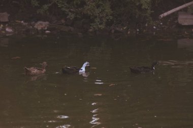 Two Black white-breasted ducks and a Mottled duck swimming in a pond