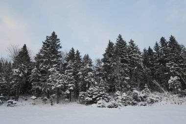 A forest with coniferous trees covered in snow against a blue sky