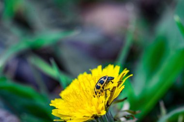 A closeup of a spotted cucumber beetle on a yellow flower