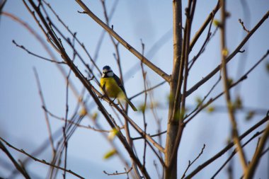 A closeup shot of a tit bird perched on a twig of the tree